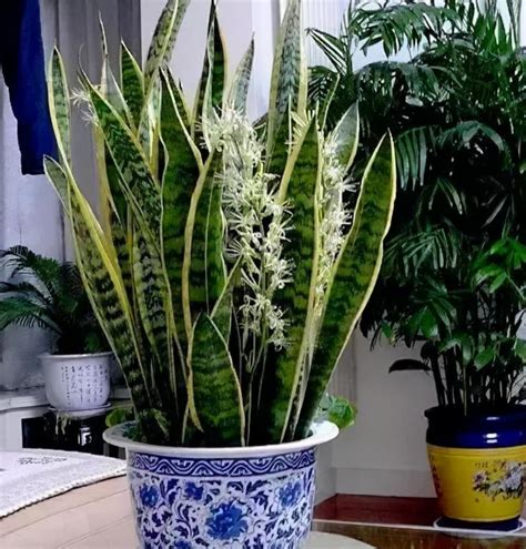 家裡為什麼不能養虎皮蘭|【家裡為什麼不能養虎皮蘭】家裡養虎皮蘭的可怕後果！兩大原因。